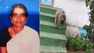 కోతుల వీరంగంతో మరో మహిళ మృతి.. డాబాపై ఇటుకలు ఉంటే వెంటనే తీసేయండి..