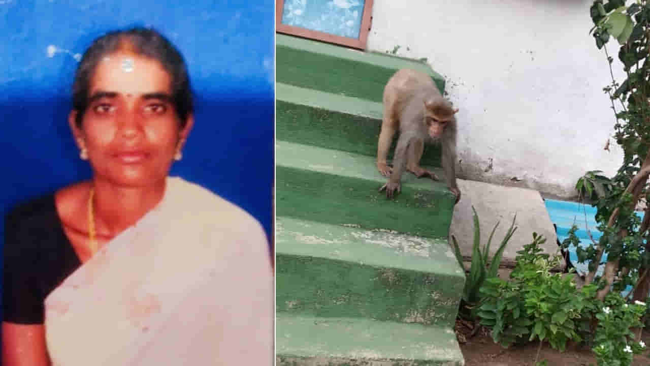 కోతుల వీరంగంతో మరో మహిళ మృతి.. డాబాపై ఇటుకలు ఉంటే వెంటనే తీసేయండి..