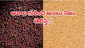 నల్ల ఆవాలు vs పసుపు ఆవాలు..వీటి మధ్య తేడాలు, ఆరోగ్య ప్రయోజనాలు ?