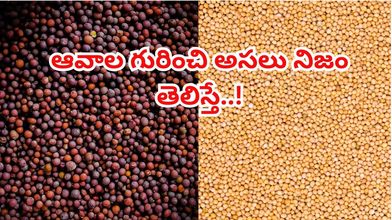 నల్ల ఆవాలు vs పసుపు ఆవాలు.. వీటి మధ్య తేడాలు, ఆరోగ్య ప్రయోజనాలు తెలుసా?