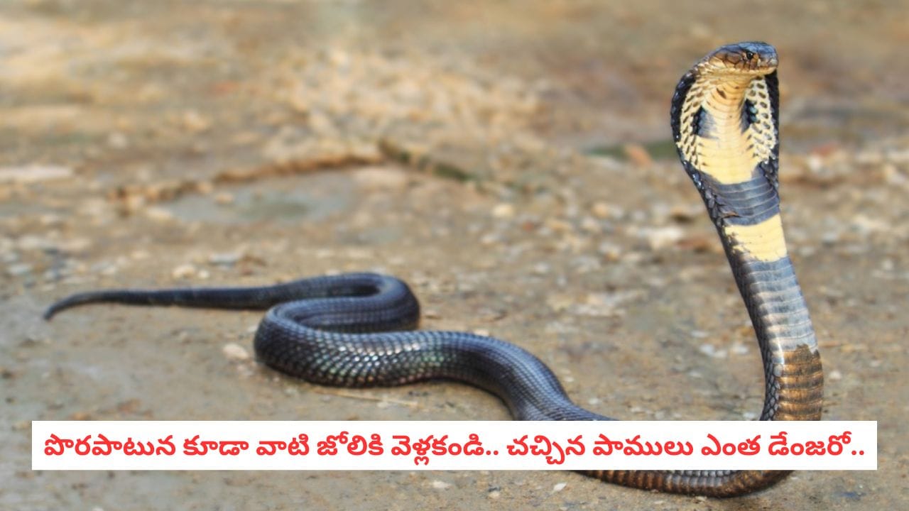 Snake Facts: విషపూరితమైన పాములకు, సాధారణ పాములకు తేడా ఏంటో తెలుసా?.. ఈ ట్రిక్స్ మీ ప్రాణాలను కాపాడుతాయి!