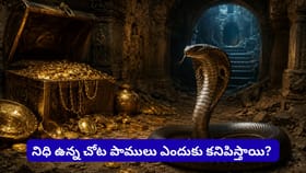 బంగారం కాపాడే నాగులు నిజమేనా? శతాబ్దాల నమ్మకానికి శాస్త్రం..