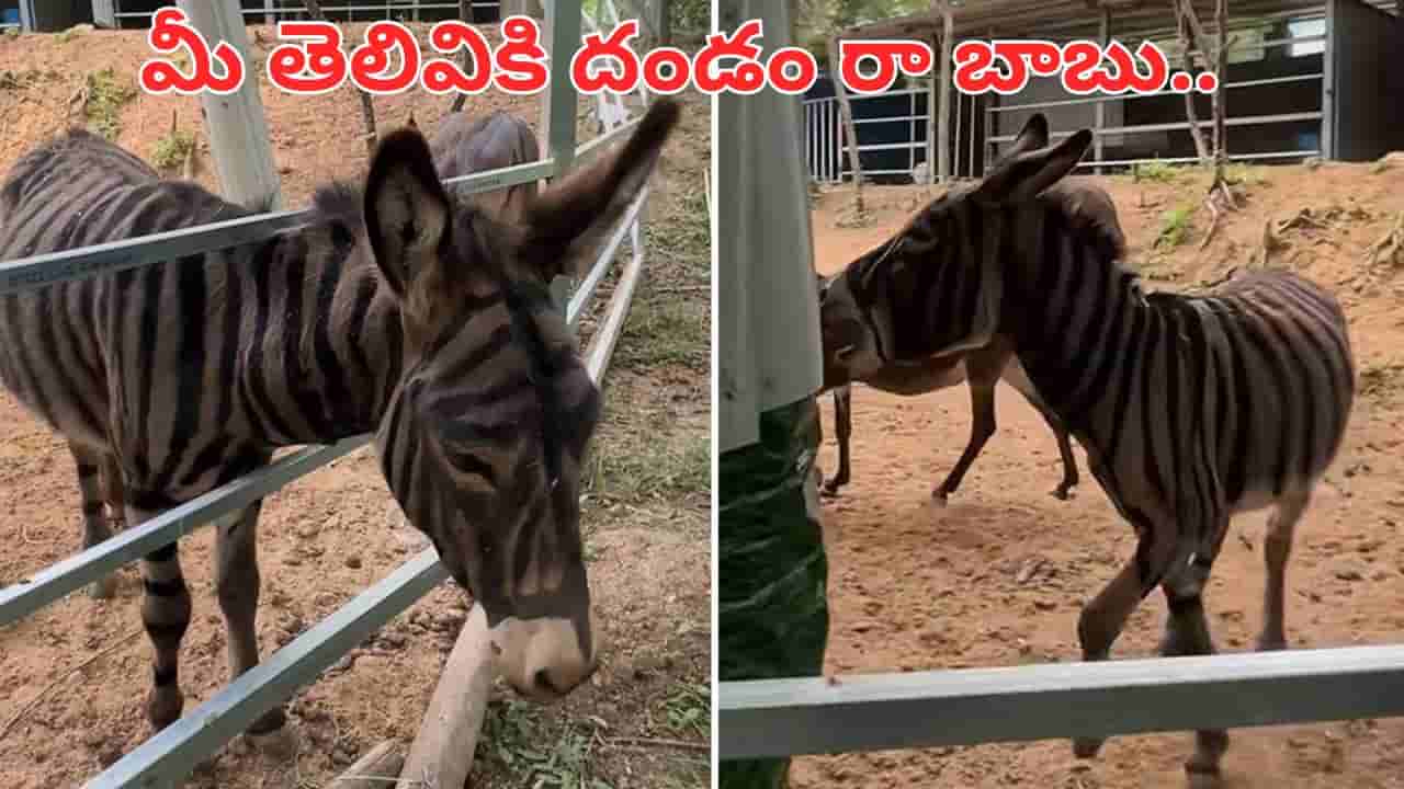 Video: మీ తెలివి తగలెయ్య.. చైనా పిచ్చి క్రియేటివిటీ చూస్తే నోరెళ్లబెట్టాల్సిందే.. ఏకంగా జంతువునే..