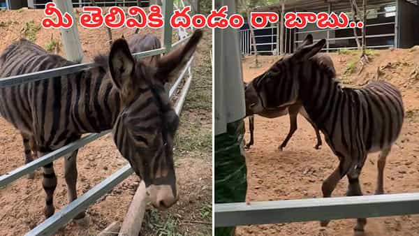 Video: మీ తెలివి తగలెయ్య.. చైనా పిచ్చి క్రియేటివిటీ చూస్తే నోరెళ్లబెట్టాల్సిందే.. ఏకంగా జంతువునే..