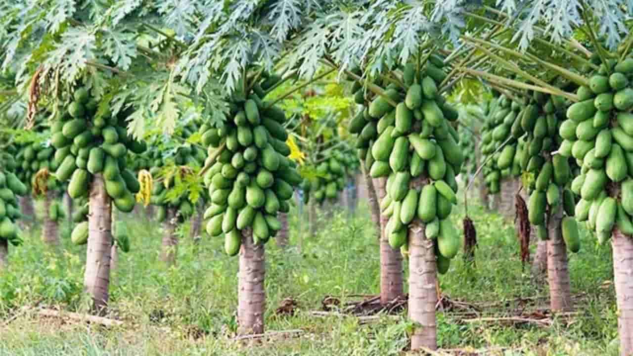 ఇదెక్కడి లాజిక్కు.. బొప్పాయి చెట్టుకు మేకులు కొడితే.. పండ్లు ఇరగ్గాస్తాయా? అసలు నిజం ఏంటి?
