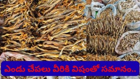 ఎండు చేపలు వీరికి విషంతో సమానం.. అస్సలు తినొద్దు
