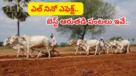 ఎల్ నినో ఎఫెక్ట్.. నీరు ఎక్కువగా అవసరం లేని ఆరుతడి పంటలు ఇవే..