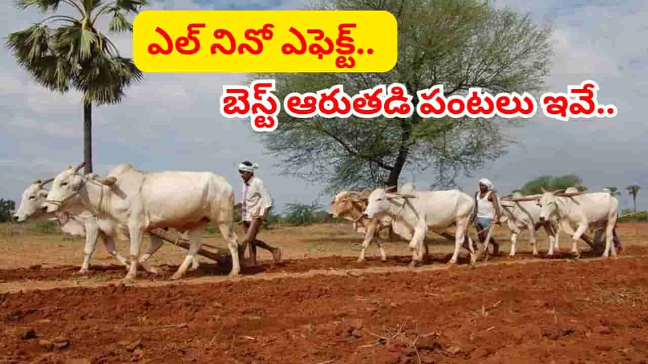 ఎల్ నినో ఎఫెక్ట్.. నీరు ఎక్కువగా అవసరం లేని ఆరుతడి పంటలు ఇవే..