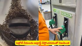 పెట్రోల్‌ చీమలను అట్రాక్ట్ చేస్తోందనడంతో నిజమెంత