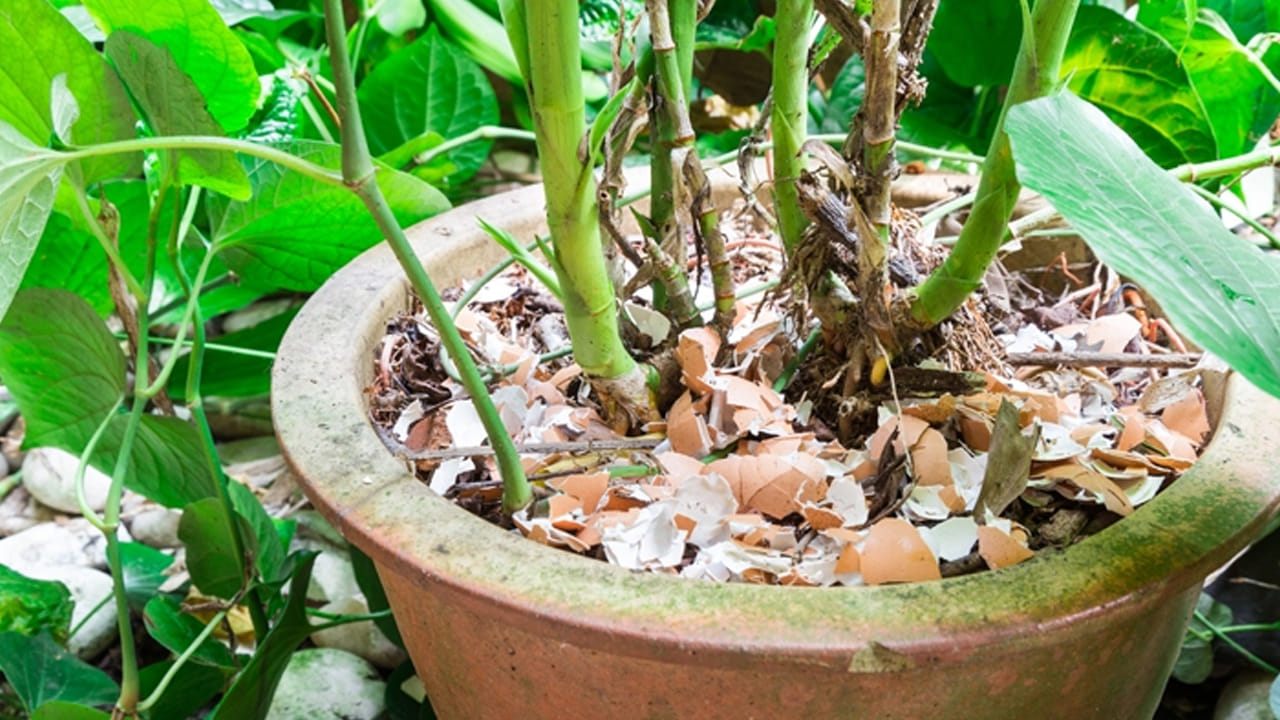 మొక్కలకు కాల్షియం ఎరువు (Gardening Tip): మీరు ఇంట్లో మొక్కలు పెంచుతున్నట్లయితే, గుడ్డు పెంకులు మొక్కలకు పౌష్టికాహారం. పెంకులను చిన్న ముక్కలుగా చేసి లేదా పొడి చేసి కుండీలలోని మట్టిలో వేయాలి. ఇవి మెల్లగా కుళ్ళి, మట్టికి కాల్షియంను అందిస్తాయి. ముఖ్యంగా టమోటా, మిరప వంటి మొక్కలకు ఇది చాలా మంచిది. అలాగే, నత్తలు (Snails) మొక్కలను పాడుచేయకుండా ఉండటానికి, మొక్కల చుట్టూ గుడ్డు పెంకులను చల్లితే అవి దూరంగా ఉంటాయి.