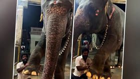 పెద్ద శరీరం.. చిన్నపిల్ల మనసు! ఏనుగు తెలివికి సెల్యూట్!