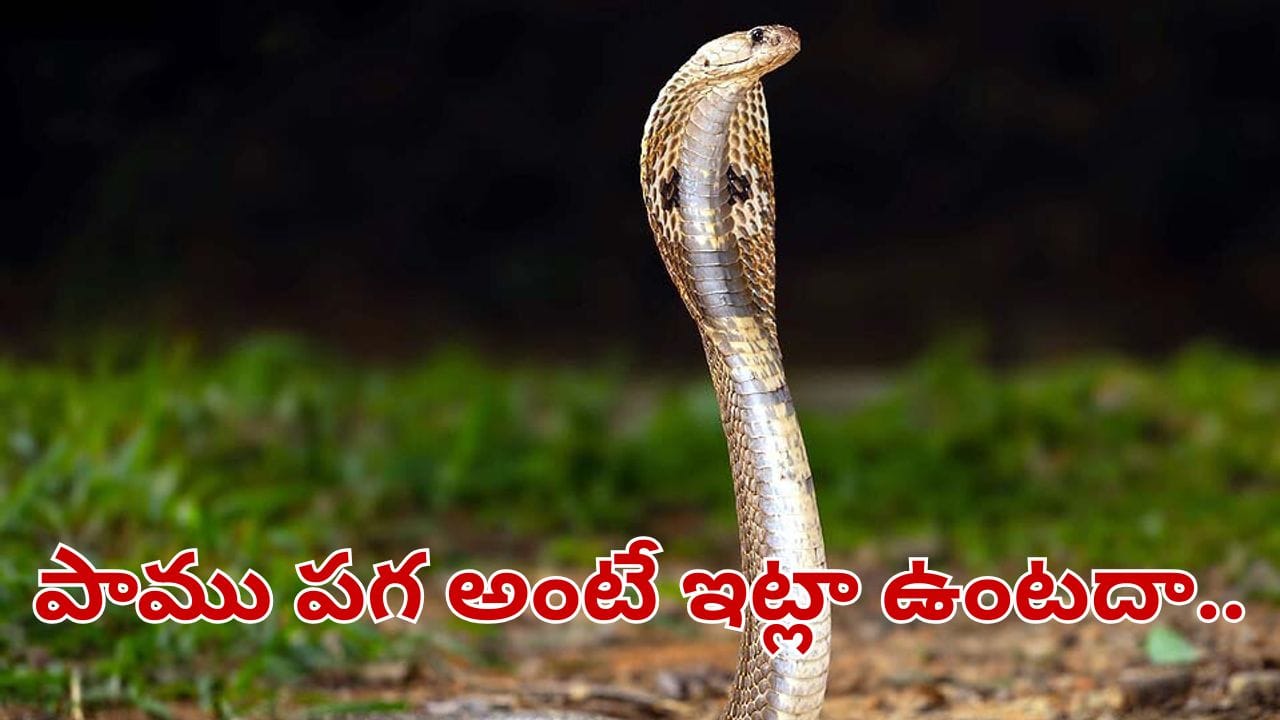 Andhra Pradesh: వామ్మో.. పాము పగ అంటే ఇట్లుంటదా.. వ్యక్తిని వెతికిమరీ 3 సార్లు కాటు.. చివరకు...