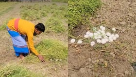 పొలంలో పనిచేస్తుండగా మెదల కింద అలజడి.. ఏంటని తీసి చూడగా..
