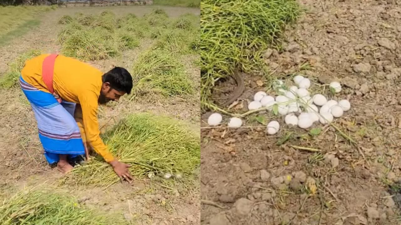Viral Video: పొలంలో పనిచేస్తుండగా గడ్డి మెదల కింద అలజడి.. ఏంటని తీసి చూడగా..