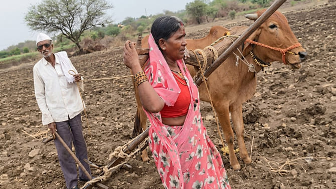 నాగలికి భార్యను కట్టి పొలం దున్నిన రైతన్న!