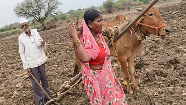గుండెల్ని పిండేసే దీనస్థితి.. ఎద్దు స్థానంలో భార్యను కాడికి కట్టి పొలం దున్నిన అన్నదాత!