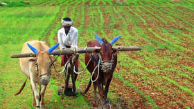 1 ఎకరం వ్యవసాయ భూమి నుంచి నెలకు లక్ష ఆదాయం..?