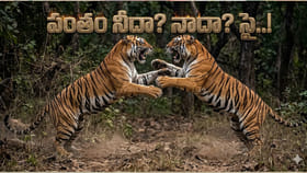 పర్యాటకుల గుండెల్లో రైళ్లు పరిగెత్తించిన టైగర్ ఫైట్!