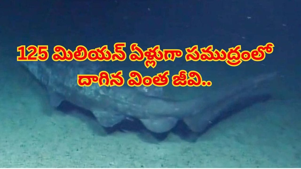సముద్ర గర్భంలో సరికొత్త రికార్డు… సజీవంగా కెమెరాకు చిక్కిన వింత గోబ్లిన్ షార్క్! వీడియో చూశారంటే..