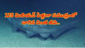 సముద్ర గర్భంలో సరికొత్త రికార్డు... సజీవంగా కెమెరాకు చిక్కిన వింత