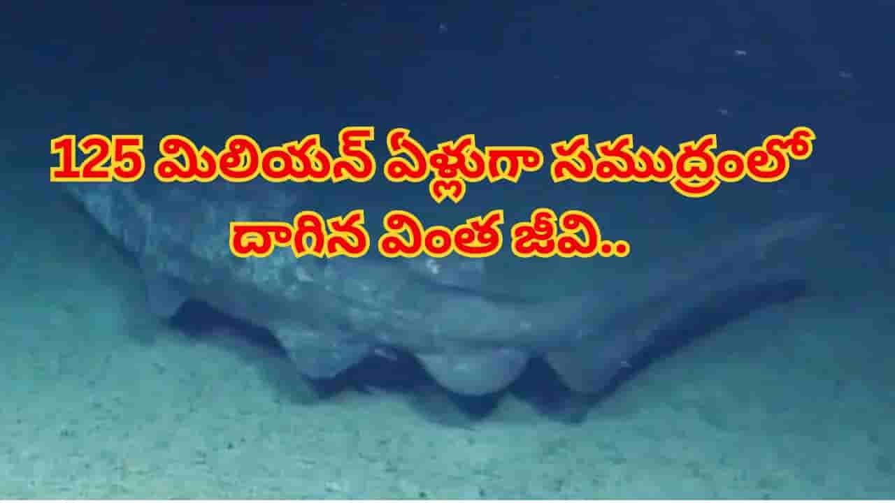 సముద్ర గర్భంలో సరికొత్త రికార్డు... సజీవంగా కెమెరాకు చిక్కిన వింత గోబ్లిన్ షార్క్! వీడియో చూశారంటే..