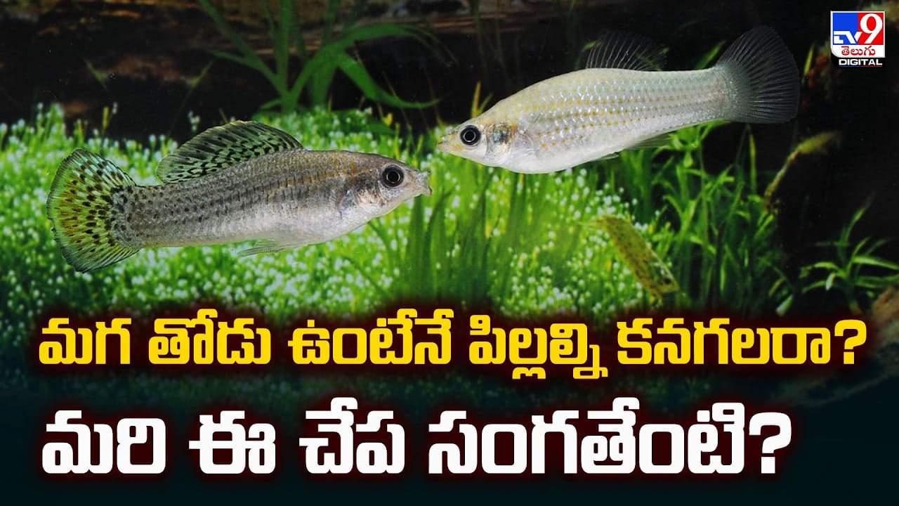 మగ తోడు ఉంటేనే పిల్లల్ని కనగలరా? మరి ఈ చేప సంగతేంటి?