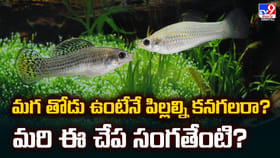 మగ తోడు ఉంటేనే పిల్లల్ని కనగలరా? మరి ఈ చేప సంగతేంటి?