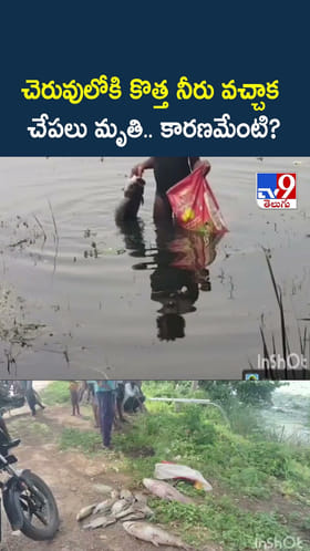 చెరువులోకి కొత్త నీరు వచ్చాక చేపలు మృతి.. కారణమేంటి?