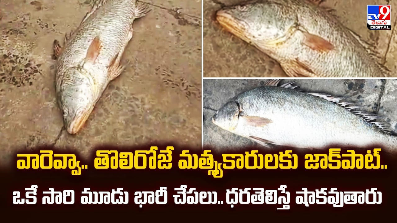 వారెవ్వా.. తొలిరోజే మత్స్యకారులకు జాక్‌పాట్‌.. ఒకే సారి మూడు భారీ చేపలు.. ధరతెలిస్తే షాకవుతారు