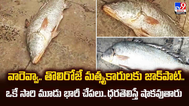వారెవ్వా.. తొలిరోజే మత్స్యకారులకు జాక్పాట్.. ఒకే సారి మూడు భారీ చేపలు.. ధరతెలిస్తే షాకవుతారు వారెవ్వా.. తొలిరోజే మత్స్యకారులకు జాక్పాట్.. ఒకే సారి మూడు భారీ చేపలు.. ధరతెలిస్తే షాకవుతారు