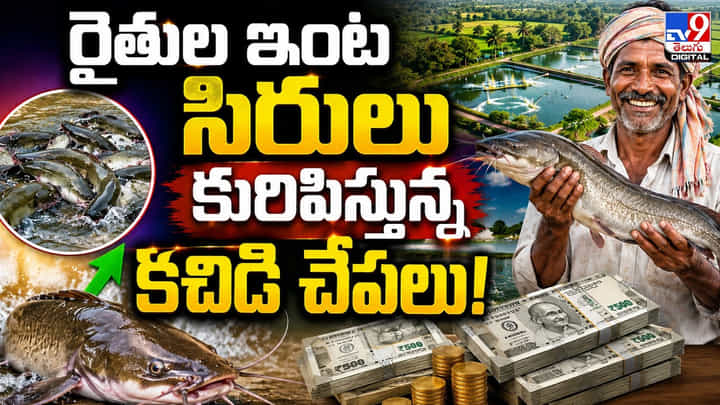 రైతుల ఇంట సిరులు కురిపిస్తున్న కచిడి చేపలు! రైతుల ఇంట సిరులు కురిపిస్తున్న కచిడి చేపలు!