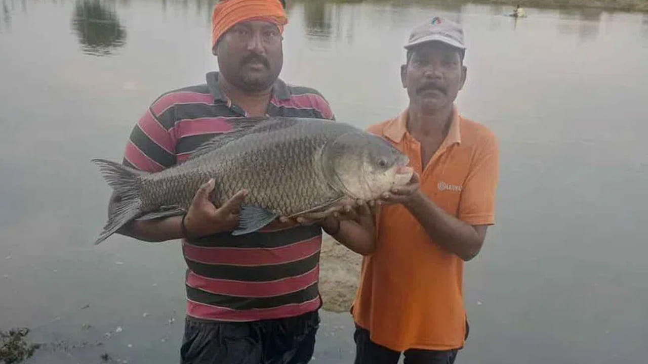 Fish