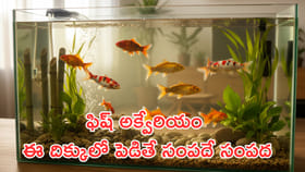 ఫిష్ అక్వేరియం ఈ దిశలో ఉంటే.. చేతి నిండా సంపద!