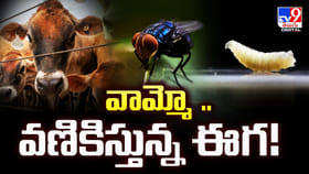 వణికిస్తున్న ప్రాణాంతక ఈగ.. పశువుల మాంసాన్నే తింటూ విస్తరణ