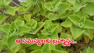 వ్యాధుల సీజన్ వచ్చేస్తోంది.. ఇంట్లో ఈ ఒక్క మొక్క ఉంటే డాక్టర్ అవసరమే ఉండదు..!