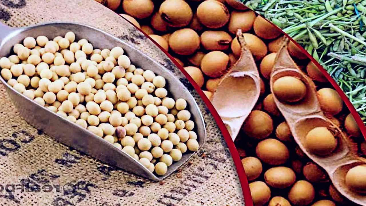 సోయా ఉత్పత్తులు: బోస్టన్లో నిర్వహించిన ఒక ప్రధాన శాస్త్రీయ వైద్య అధ్యయనంలో ఒక షాకింగ్ నిజం వెల్లడైంది. పురుషులు తమ ఆహారంలో సోయాబీన్స్, సోయా మిల్క్, చంక్స్ వంటి సోయా ఉత్పత్తులను నిరంతరం అధిక మొత్తంలో తీసుకోవడం అస్సలు మంచిది కాదు. ఈ అధ్యయన ఫలితాల ప్రకారం.. సోయా ఉత్పత్తులను అమితంగా తీసుకునే సుమారు 99 శాతం మంది పురుషులలో వీర్య కణాల సంఖ్య మరియు వాటి నాణ్యత తీవ్రంగా దెబ్బతింటున్నట్లు పరిశోధకులు గుర్తించారు.