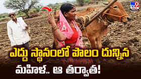 ఎద్దు స్థానంలో పొలం దున్నిన మహిళ.. ఆ తర్వాత!