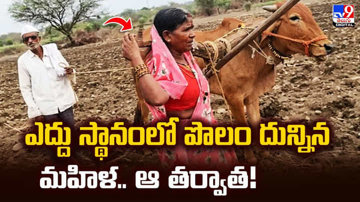 ఎద్దు స్థానంలో పొలం దున్నిన మహిళ.. ఆ తర్వాత! ఎద్దు స్థానంలో పొలం దున్నిన మహిళ.. ఆ తర్వాత!
