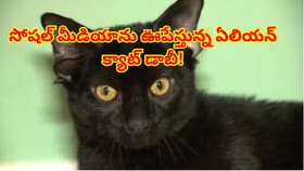 బాబోయ్..ఇలాంటి ఏలియన్‌ పిల్లిని ఎప్పుడైన చూశారా? నెట్టింట హల్‌చల్