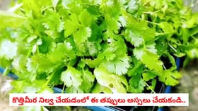కొత్తిమీర నిల్వ చేయడంలో ఈ తప్పులు అస్సలు చేయకండి..