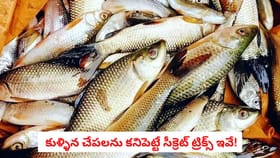 కుళ్ళిన చేపలను కనిపెట్టే సీక్రెట్ ట్రిక్స్ ఇవే!
