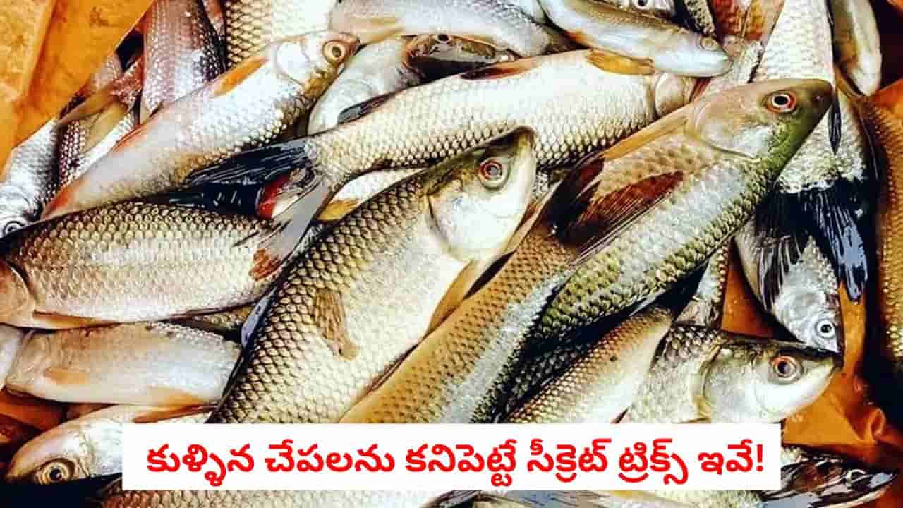 Fish Shopping: మార్కెట్లో తాజా చేపలను గుర్తించడం ఎలా.. మోసపోకుండా ఉండాలంటే ఈ 5 చిట్కాలు పాటించండి!