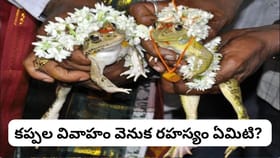 కప్పల పెళ్లి చేస్తే వర్షం కురుస్తుందా? ఈ వింత ఆచారం వెనుక ఉన్న..