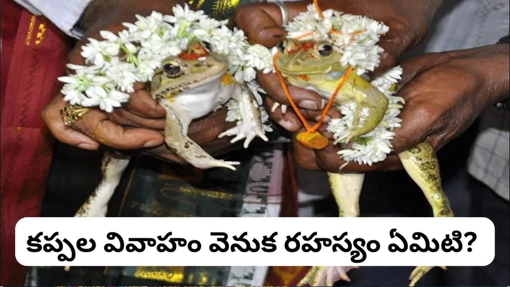 కప్పల పెళ్లి చేస్తే వర్షం కురుస్తుందా? ఈ వింత ఆచారం వెనుక ఉన్న అసలు కారణం తెలుసా!