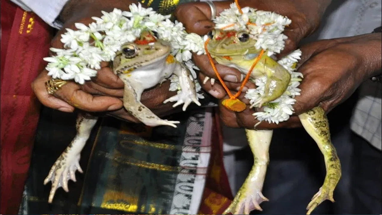 Frog Wedding: మన భారతీయ సంస్కృతిలో అనేక విశిష్టమైన ఆచారాలు ఉన్నాయి. వాటిలో అత్యంత ఆసక్తికరమైన సంప్రదాయాల్లో ఒకటి ‘కప్పల వివాహం’. రెండు కప్పలకు వివాహం జరిపిస్తే వర్షాలు కురుస్తాయని ప్రజలలో ఒక నమ్మకం ఉంది. ఆధునిక యుగంలో దీనిని కొందరు మూఢనమ్మకం, సమయం, డబ్బు వృథా అని విమర్శించినప్పటికీ.. దేశంలోని అనేక ప్రాంతాల్లో ఈ ఆచారం ఇప్పటికీ కొనసాగుతూనే ఉంది.