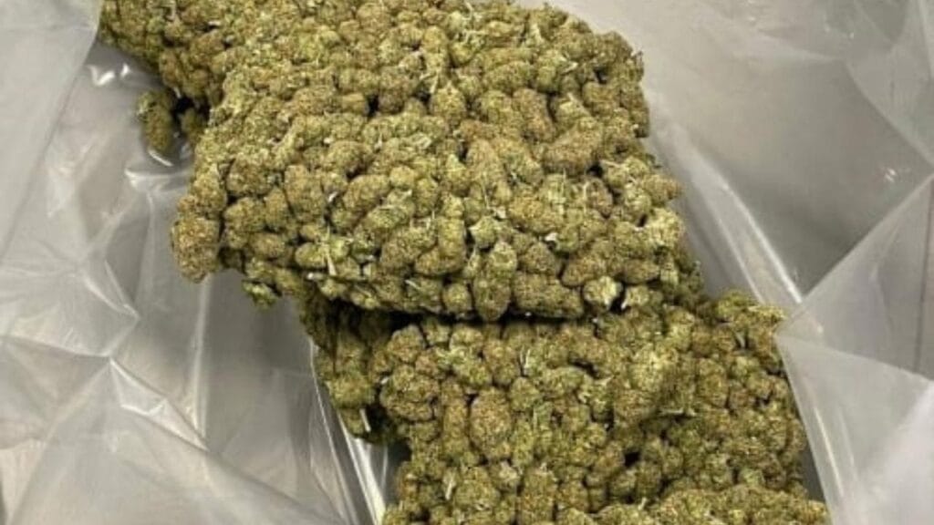 Hydroponic Ganja Seized At Bengaluru Airport
