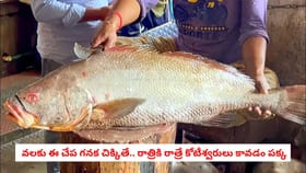 వలకు ఈ చేప గనక చిక్కితే.. రాత్రికి రాత్రే కోటీశ్వరులు కావడం పక్క
