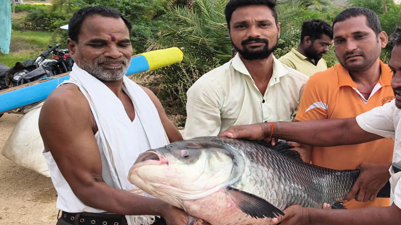 ఈ క్రమంలో నగేష్ వేసిన వలలో ఏదో భారీ జీవి చిక్కినట్లు అనిపించింది. తోటి జాలర్ల సహాయంతో వలను పైకి లాగి చూడగా, అందులో ఏకంగా 26 కిలోల బరువున్న ఒక భారీ చేప కనిపించడంతో అందరూ ఒక్కసారిగా ఆశ్చర్యపోయారు.