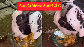 ఇదే చిత్రం.. మటన్ బిర్యానీ తింటున్న మేక..!