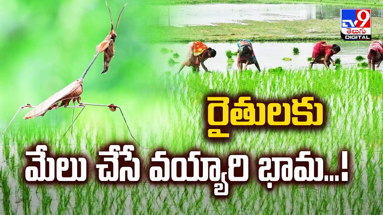 రైతులకు మేలు చేసే వయ్యారి భామ మళ్లీ దర్శనం..!